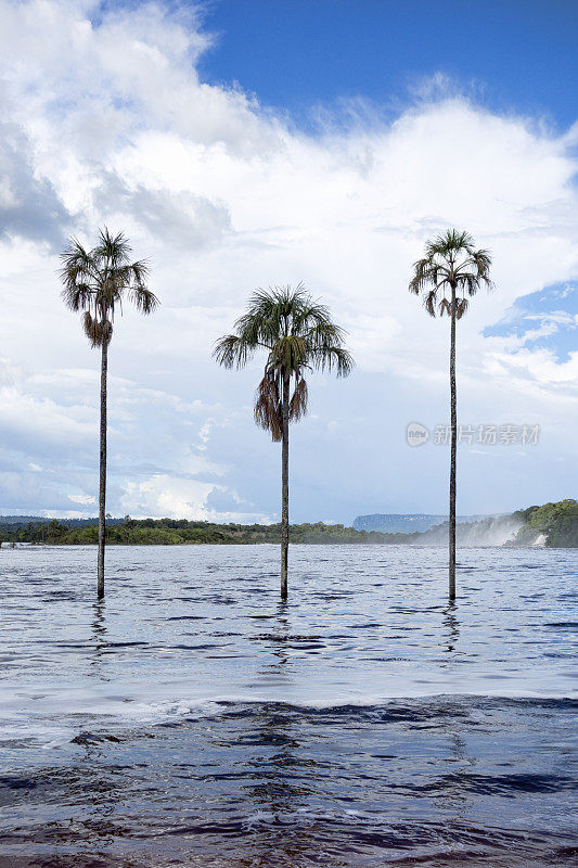 有三棵棕榈树的Canaima泻湖。Canaima NP、委内瑞拉